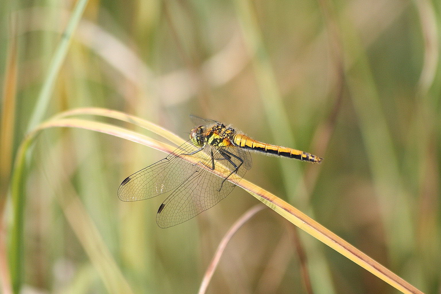 Sympetrum danae?